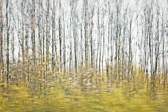 waldimpressionen_I 2