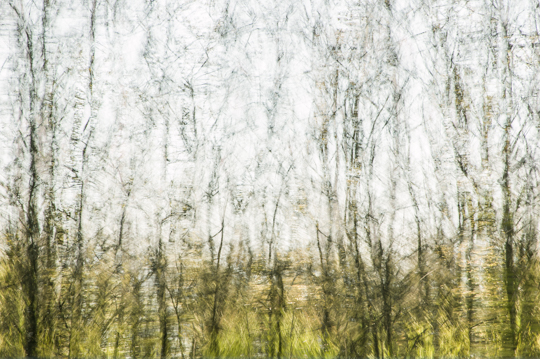 waldimpressionen_I 3