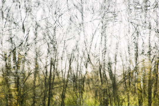 waldimpressionen_I 4