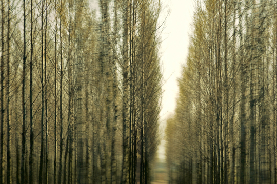 waldimpressionen_I 6