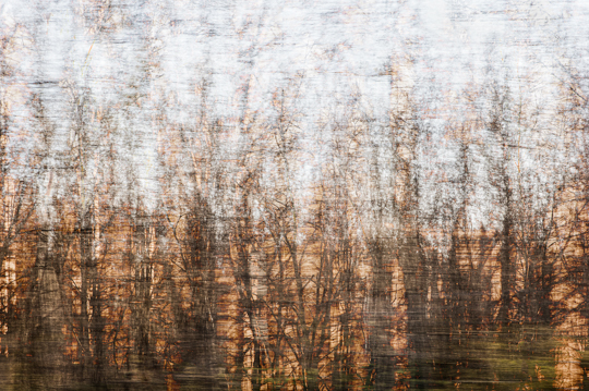 waldimpressionen_I 8