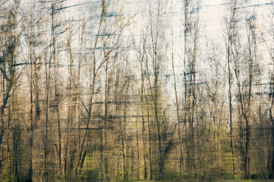 waldimpressionen_I 11