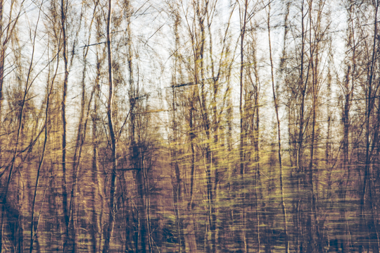 waldimpressionen_I 12