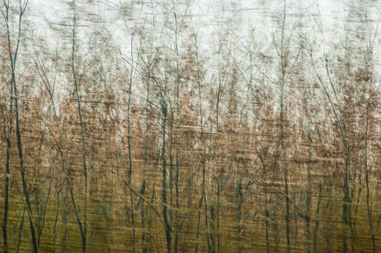 waldimpressionen_I 15